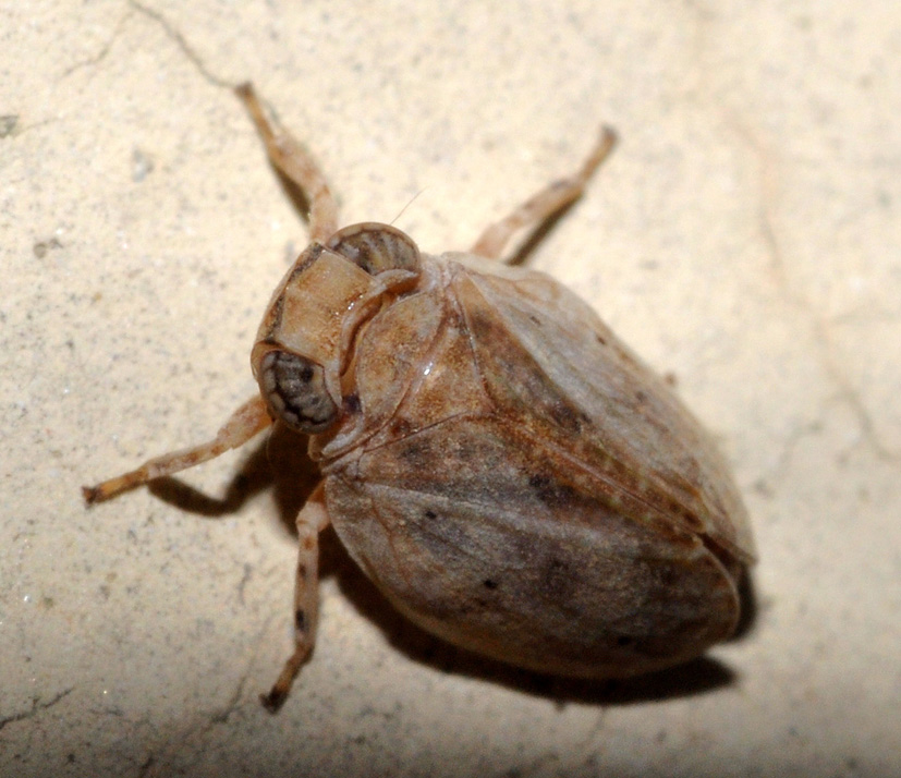 Issidae 1 - Hysteropterum sp.