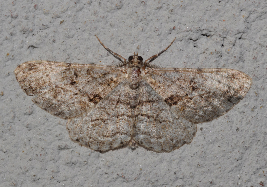 Geometridae: aiuto ID (2)