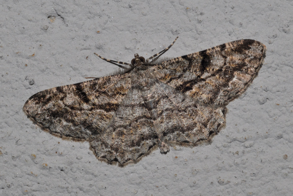 Geometridae: aiuto ID (2)