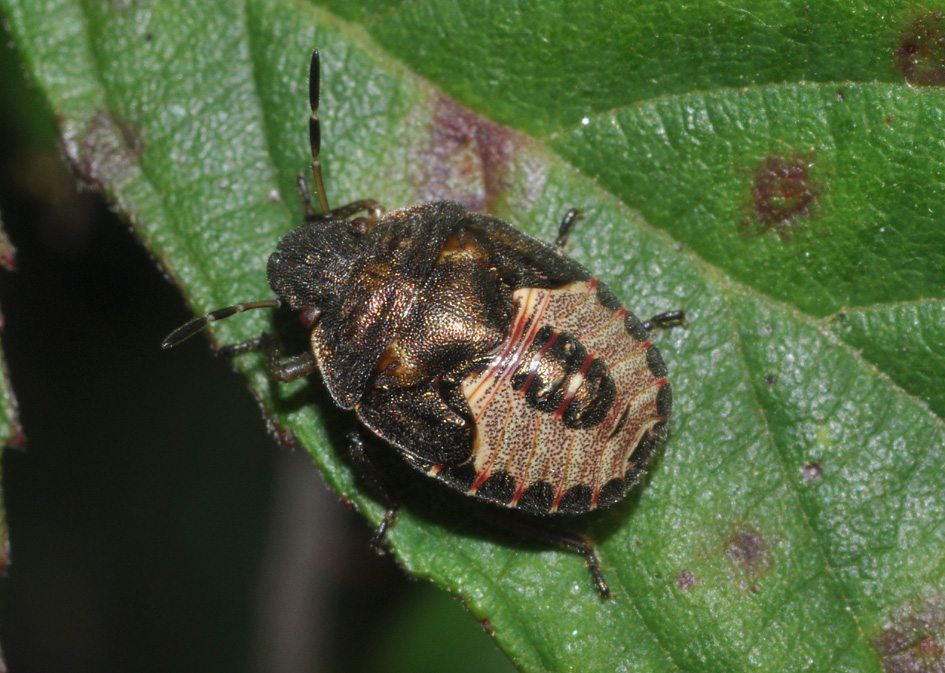 Pentatomidae: ninfa di Eysarcoris?