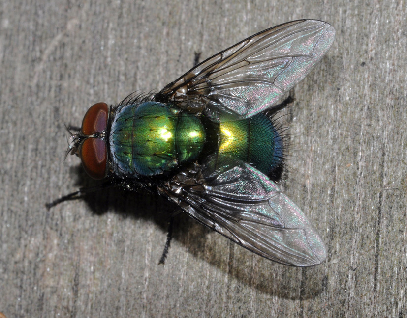 Calliphoridae?