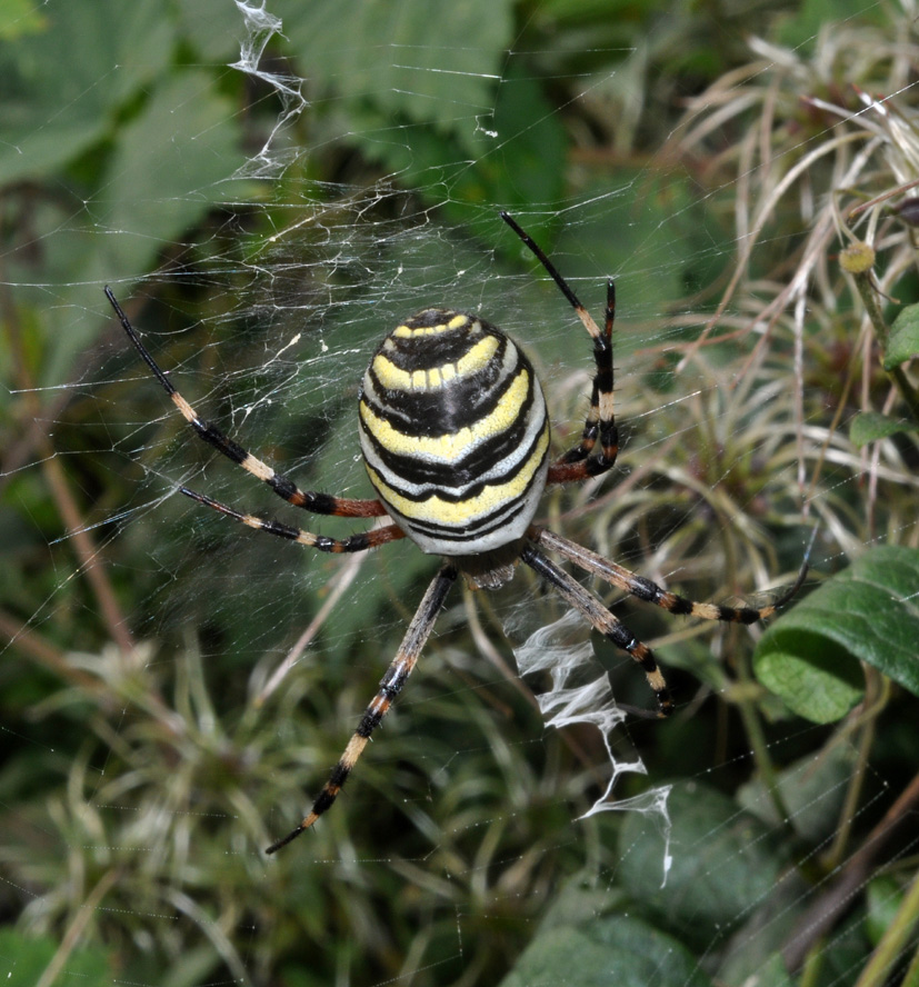 info su argiope bruennichi