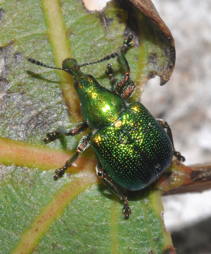 Byctiscus betulae o populi? B. populi