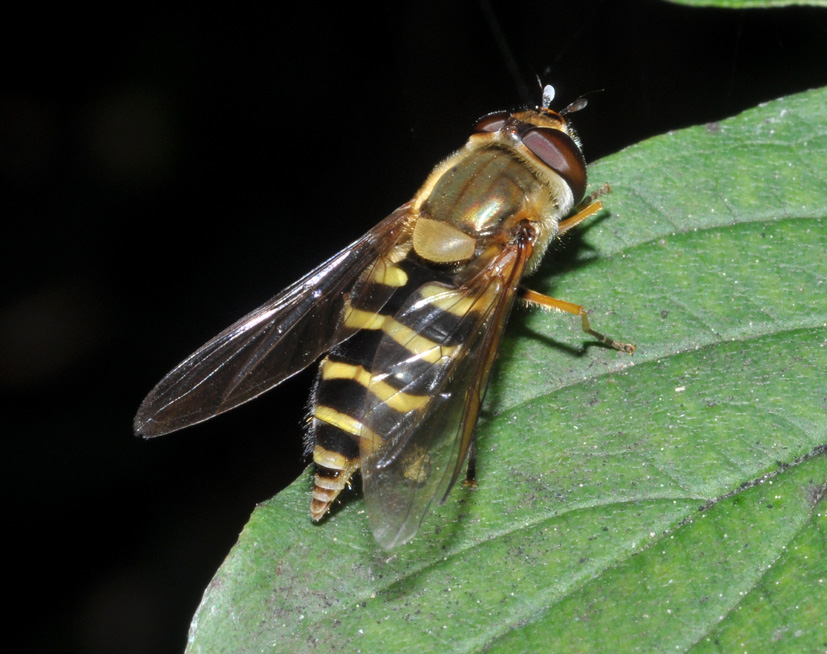 conferma ID: Syrphus torvus?