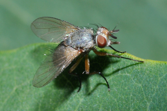 Siphona sp. (Tachinidae).