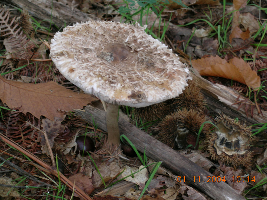 ancora Lepiota e/o Macrolepiota...