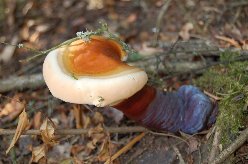 strano fungo in due fasi (Ganoderma lucidum)