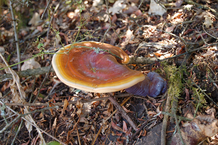 strano fungo in due fasi (Ganoderma lucidum)