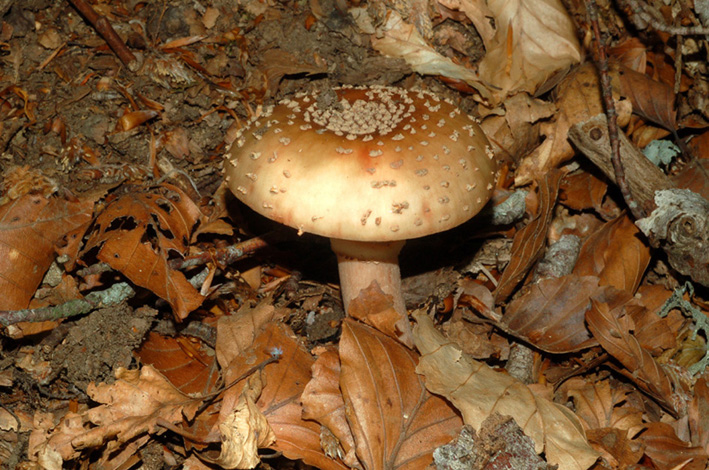 Amanita rubescens