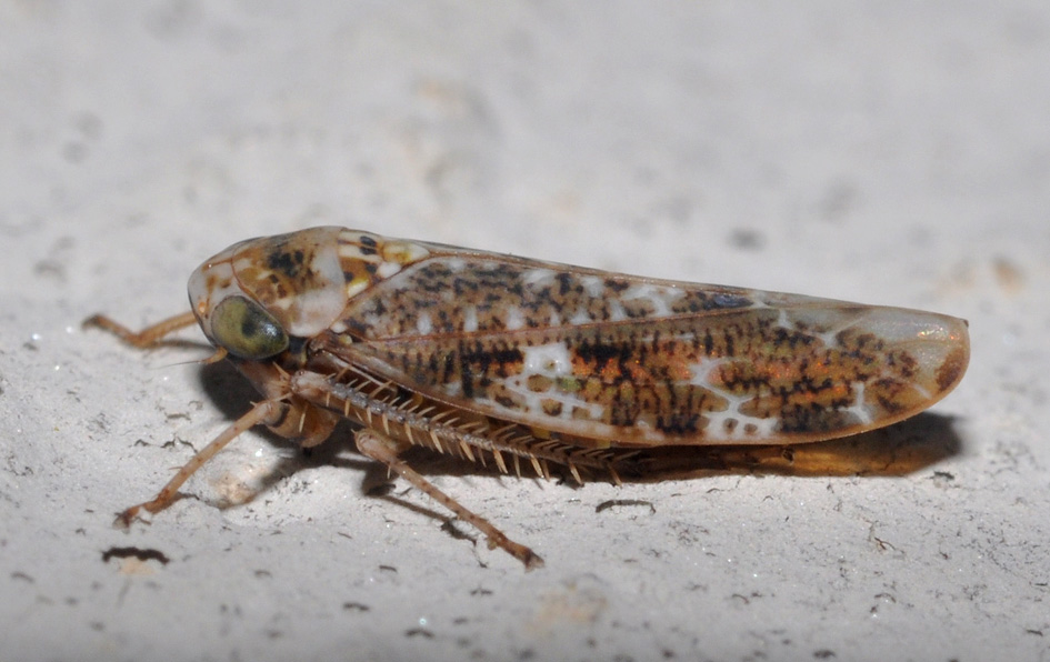 cicalina colorata: aiuto id; Allygus sp. dalla Toscana