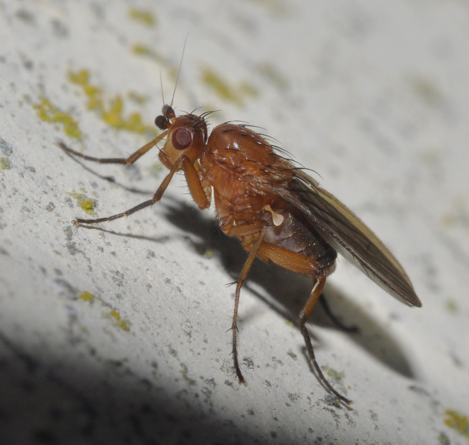 Eccoptomera sp.(Heleomyzidae)