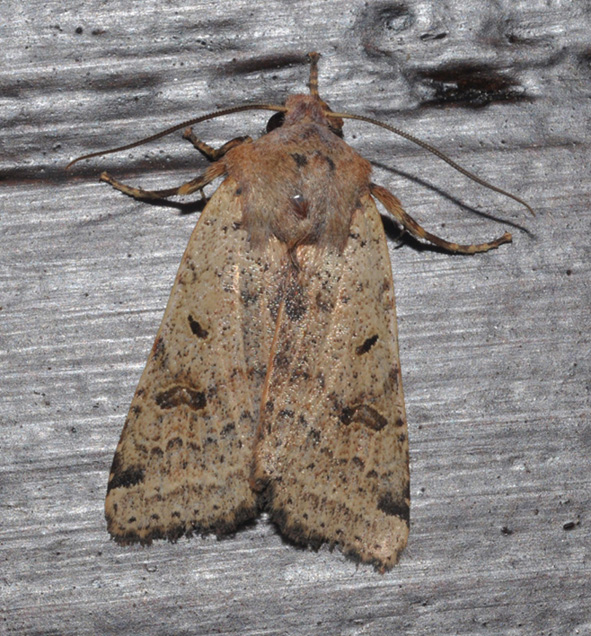 Noctuidae: Agrochola?