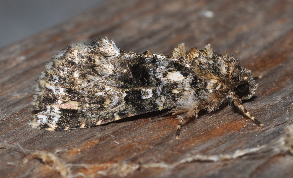 Noctuidae (?) - 2
