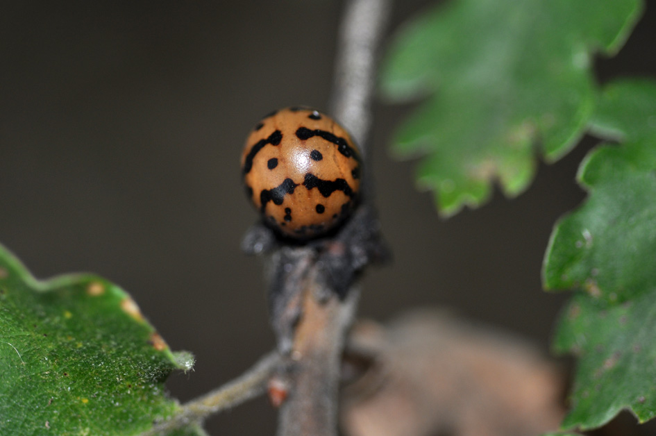 Kermes sp., femmina (Coccidae)