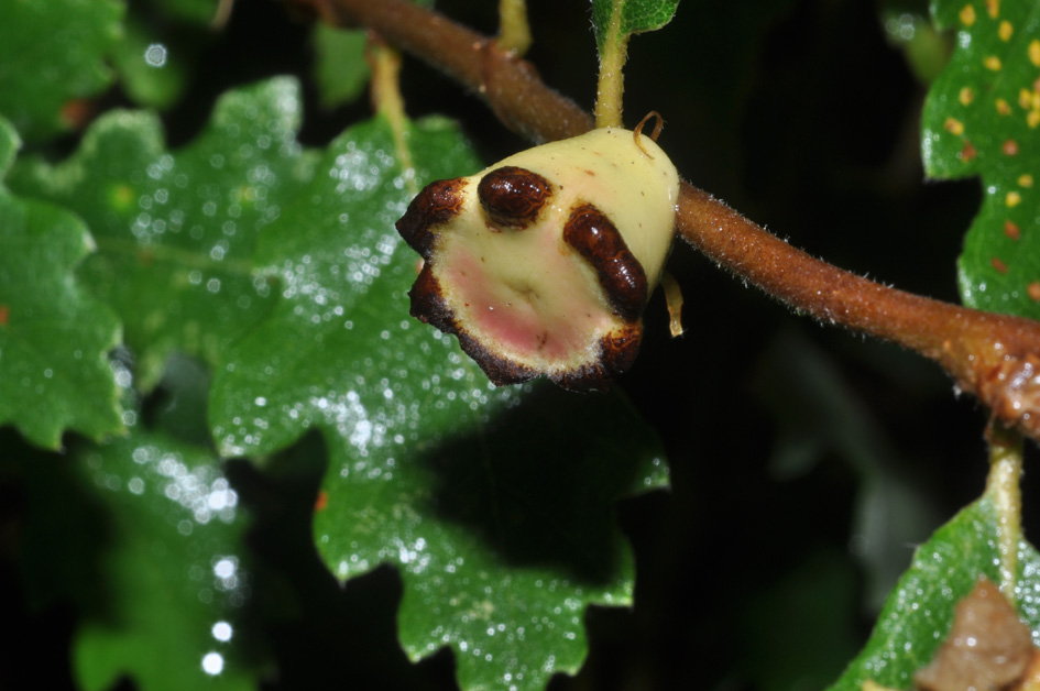 galle su quercia: Andricus quercustozae (Cynipidae)