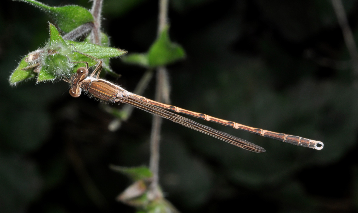 conferma ID - Sympecma fusca