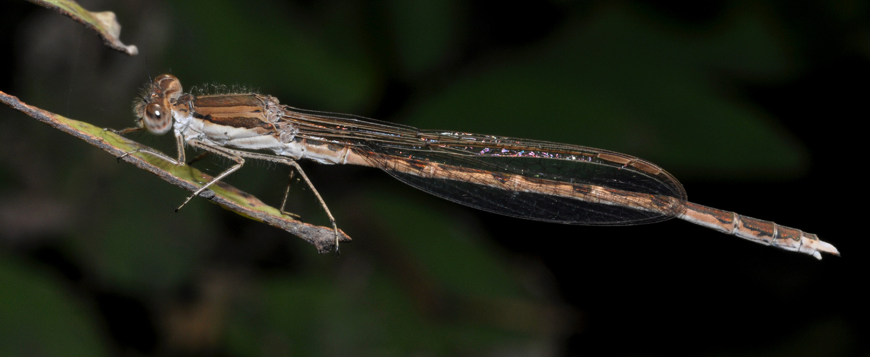 conferma ID - Sympecma fusca