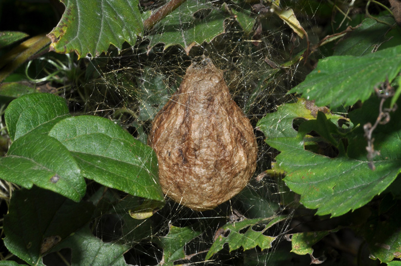 info su argiope bruennichi