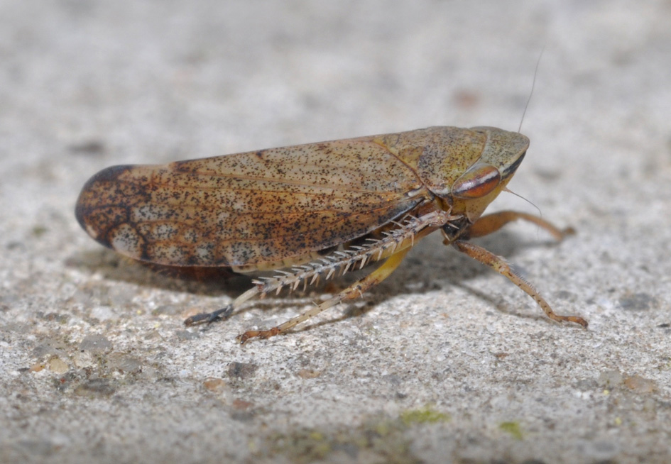 Cicadellidae: Fieberiella florii- Lombardia