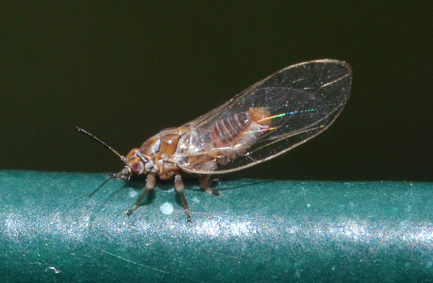 dubbi anche sull'' ordine Homoptera