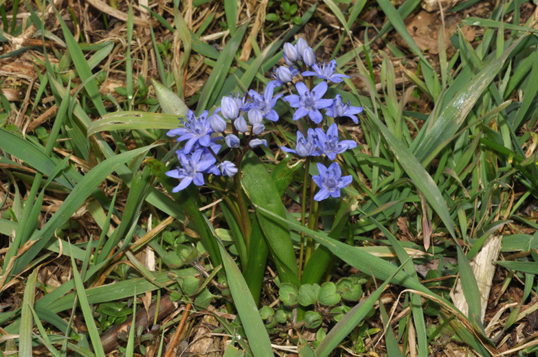 Scilla bifolia