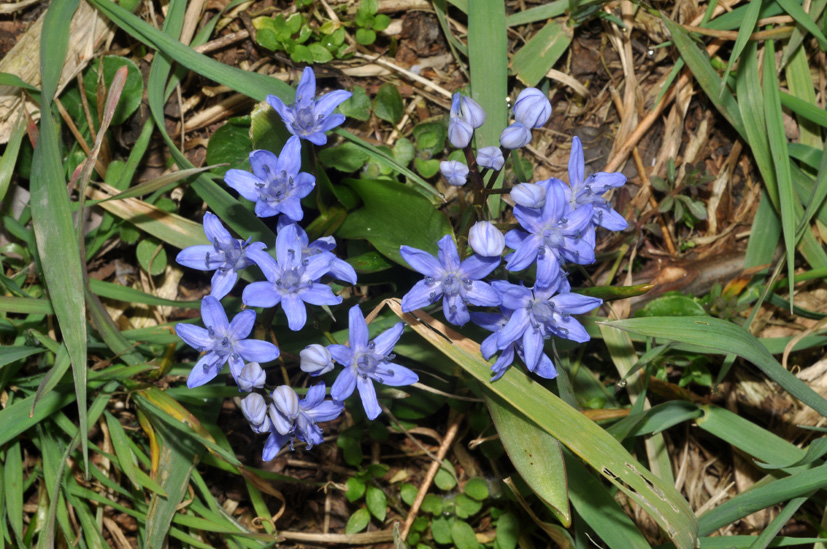 Scilla bifolia