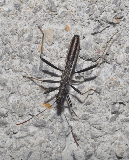 Alydidae: Micrelytra fossularum della Toscana (AR)