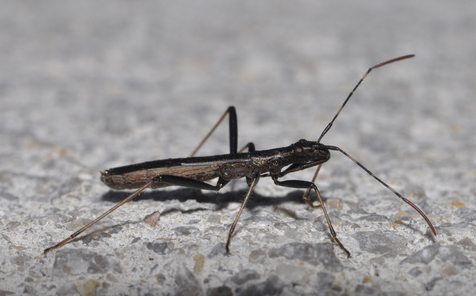 Alydidae: Micrelytra fossularum della Toscana (AR)