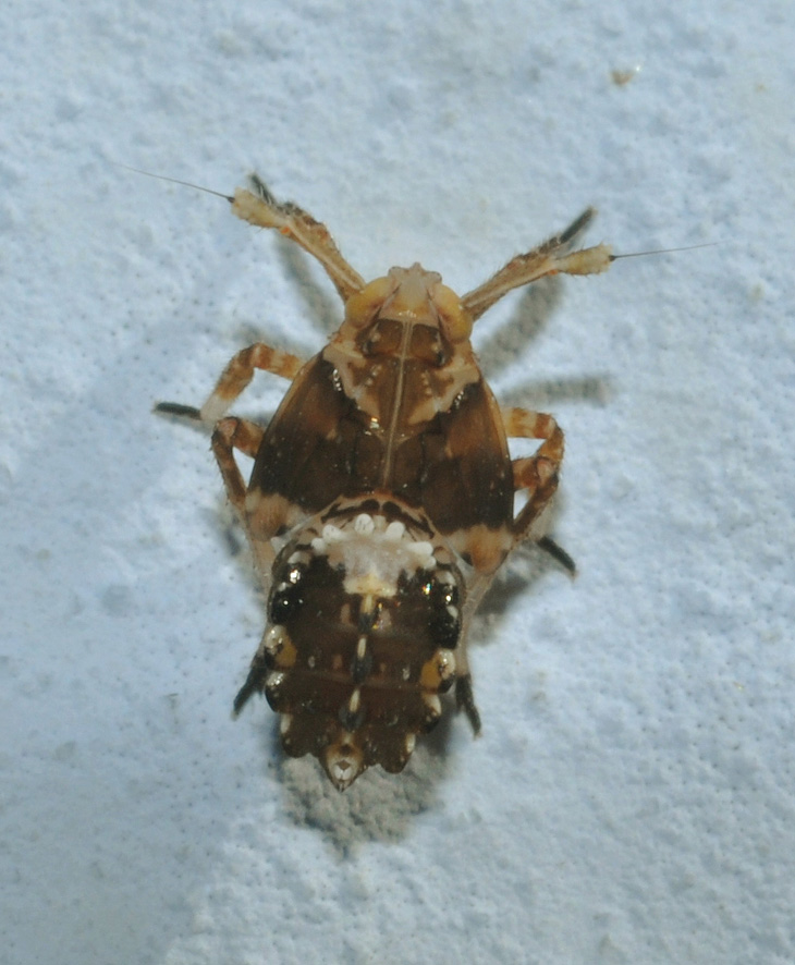 ninfa (credo) abbastanza strana...Asiraca clavicornis