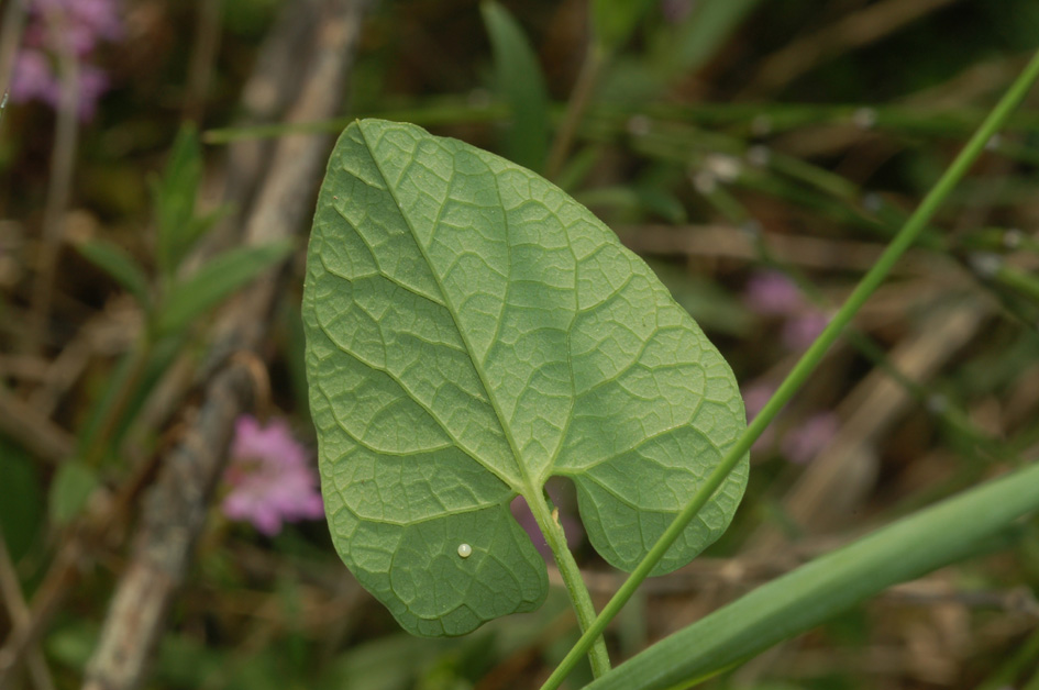 Aristolochia lutea / Aristolochiaceae: Aristolochia gialla