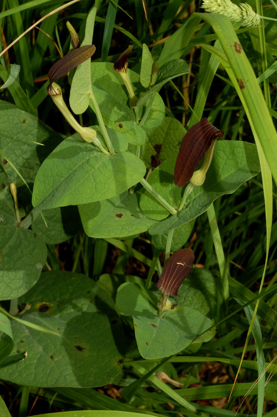 Aristolochia rotunda / Erba astrologa
