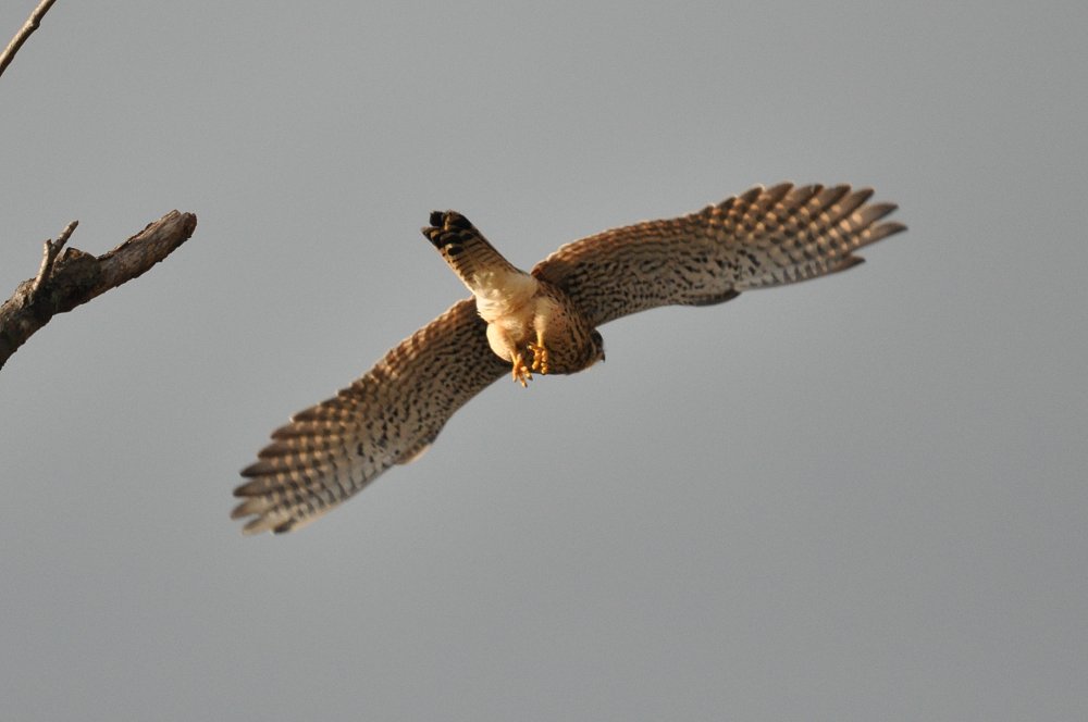 Aiuto identificazione rapace [ Gheppio]