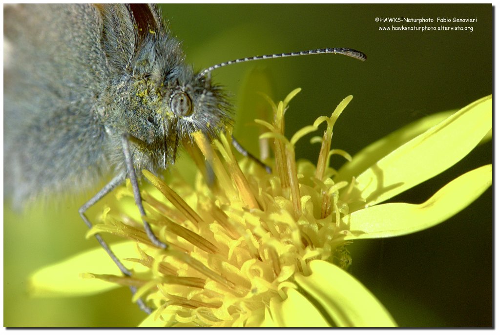 Forse una Coenonympha pamphilus?