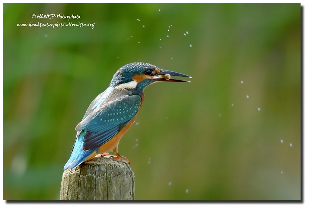 Martin Pescatore con pesce