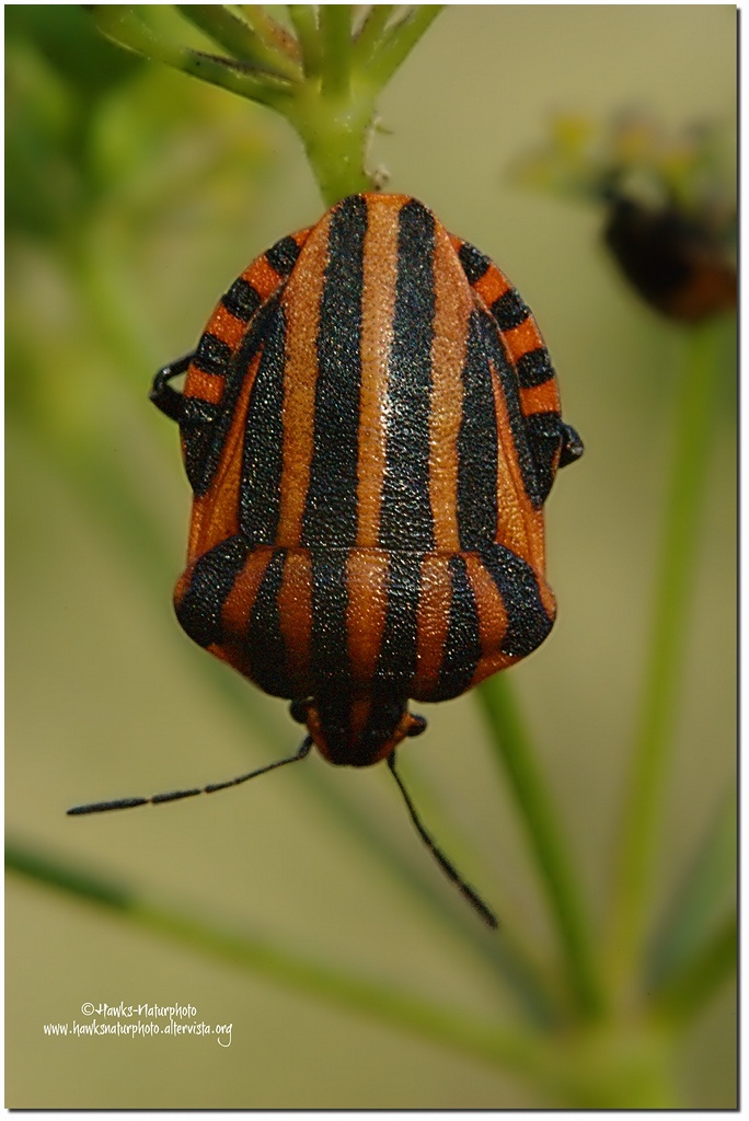 Cimice 