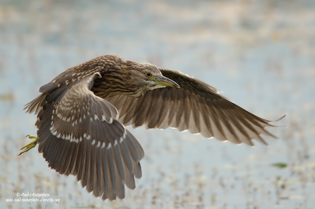 Giovane Nitticora in volo