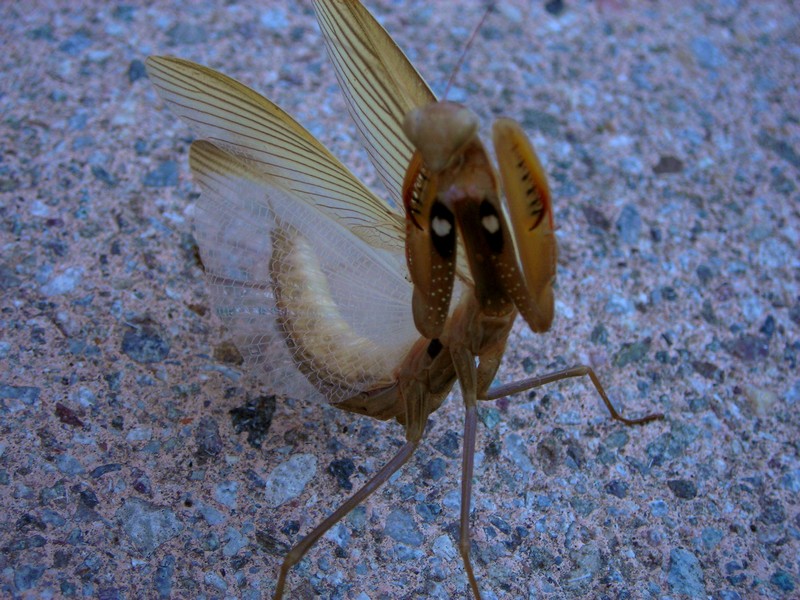 Mantide
