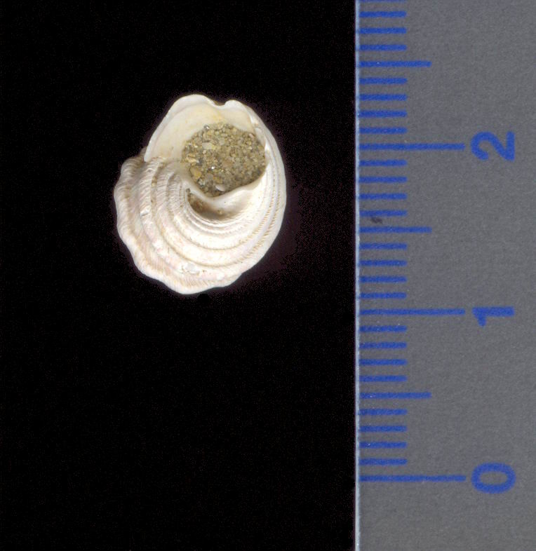 aiuto ID