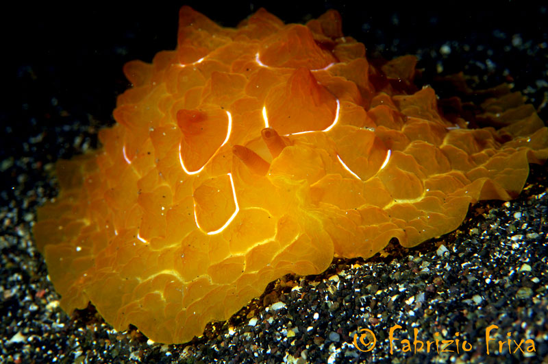 Pleurobranchus testudinarius