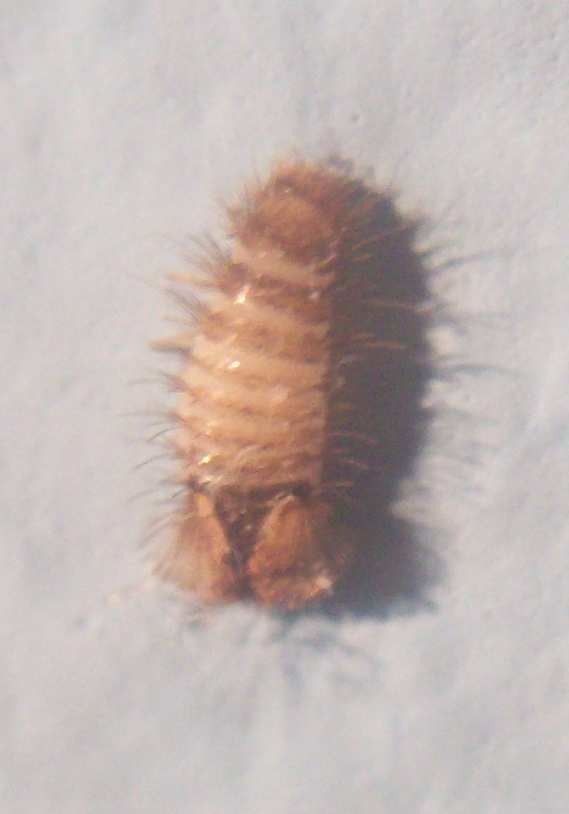 Larva di Dermestidae; probabile Anthrenus sp.