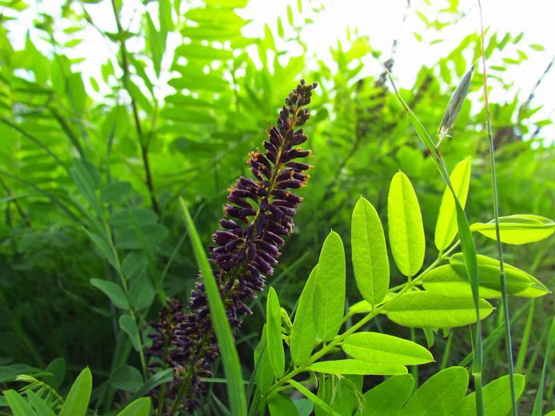 Amorpha fruticosa / Indaco bastardo