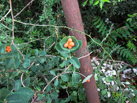 Lonicera implexa, frutti