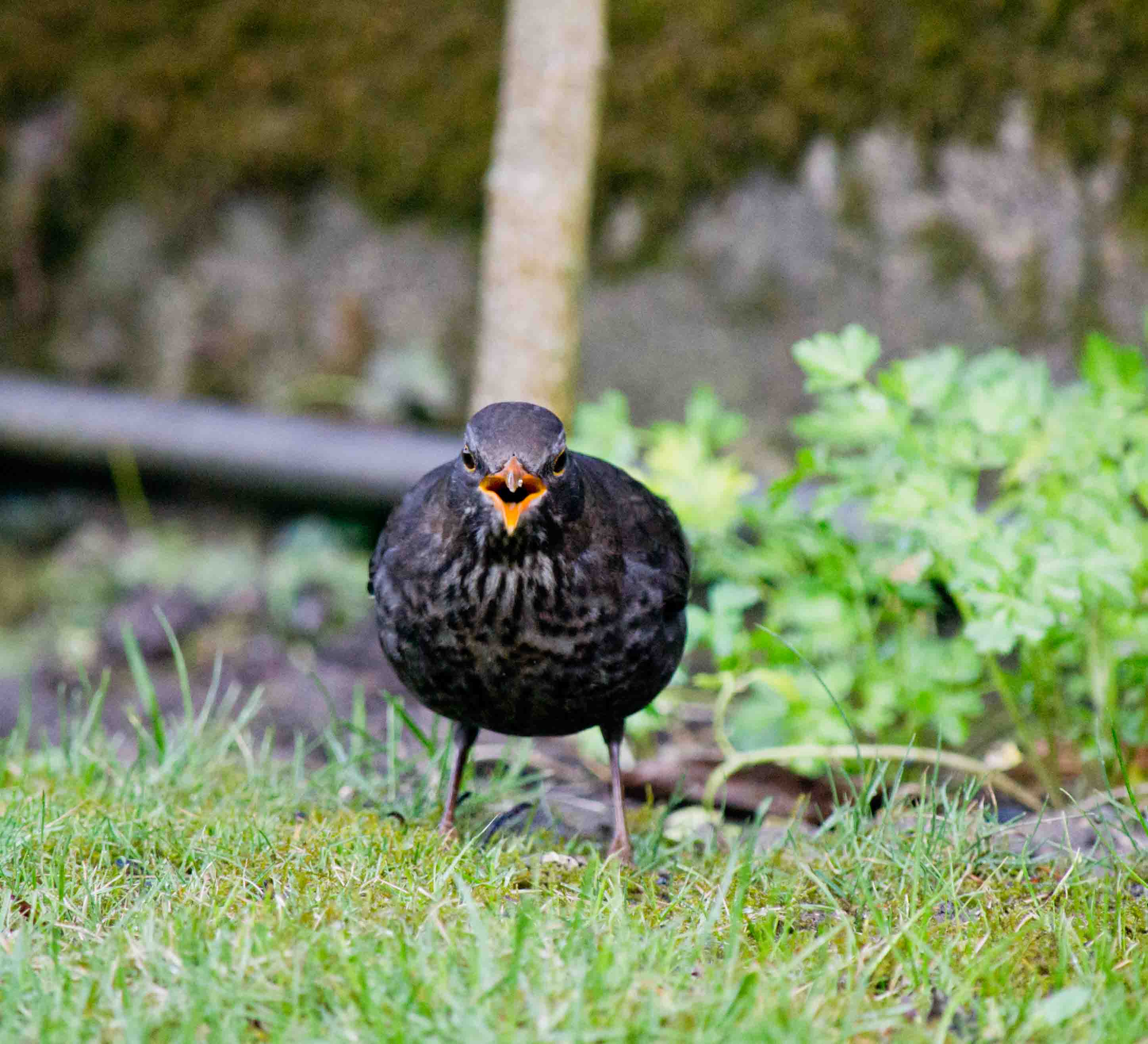 Avifauna humor