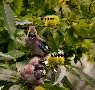 Avifauna humor