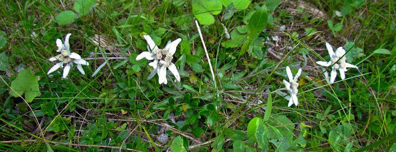 stelle alpine