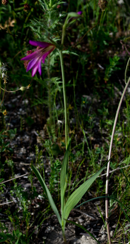 da identificare - Gladiolus sp.