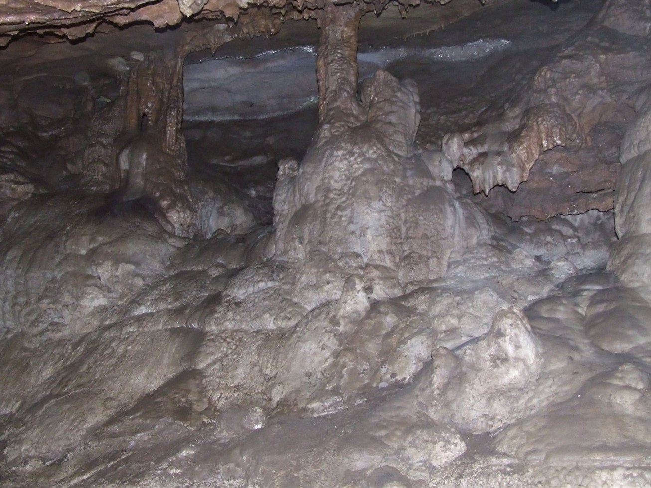 Carabide nella Grotta dell''Inferniglio: Laemostenus latialis