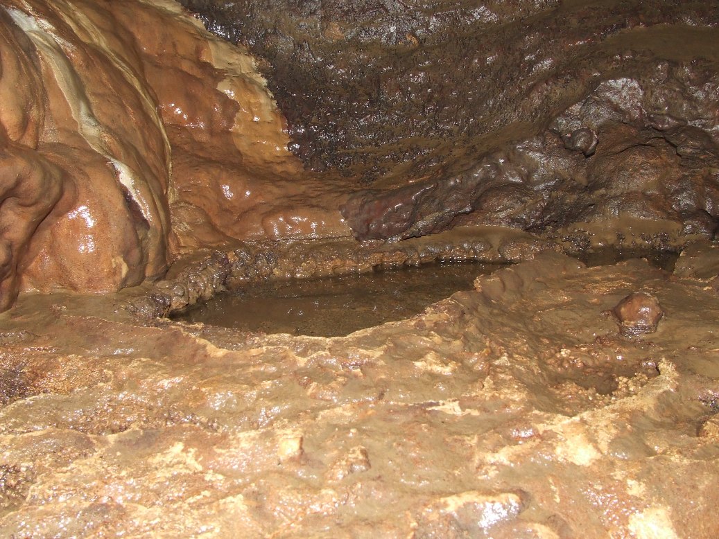 Carabide nella Grotta dell''Inferniglio: Laemostenus latialis
