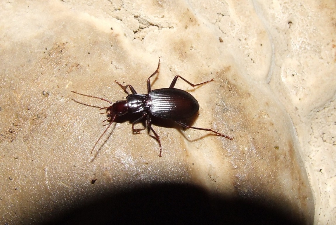 Carabide nella Grotta dell''Inferniglio: Laemostenus latialis