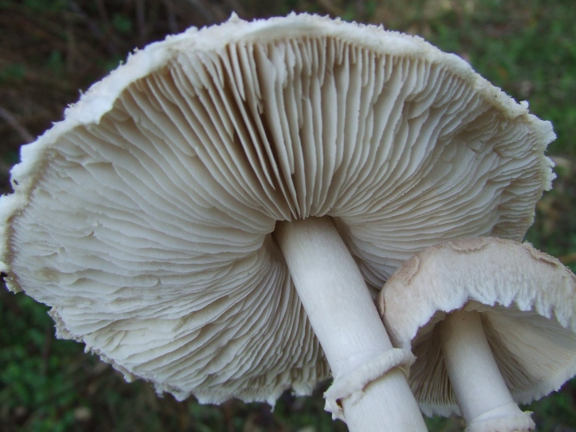 Fungo Bianco Molto Diffuso In Italia